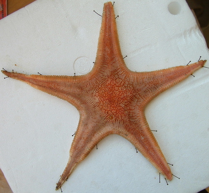 Esemplari pescati di Astropecten irregularis e Tethyaster subinermis